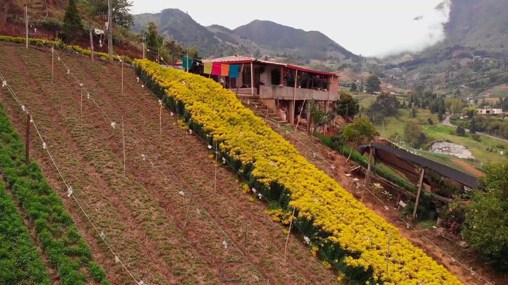 cultivo-de-flores-san-cristobal.jpg
