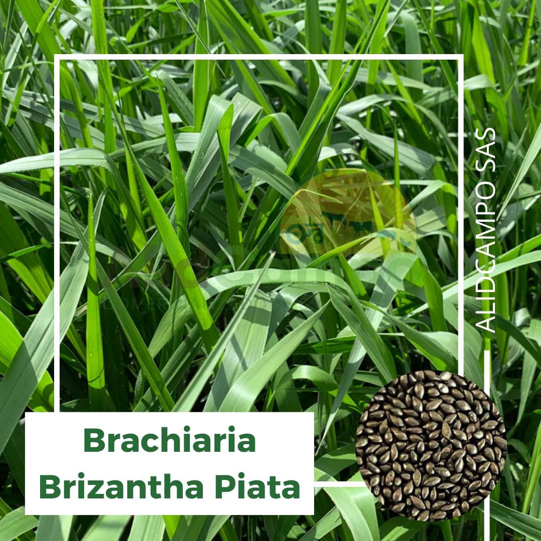 Semilla Brachiaria Brizantha Piata