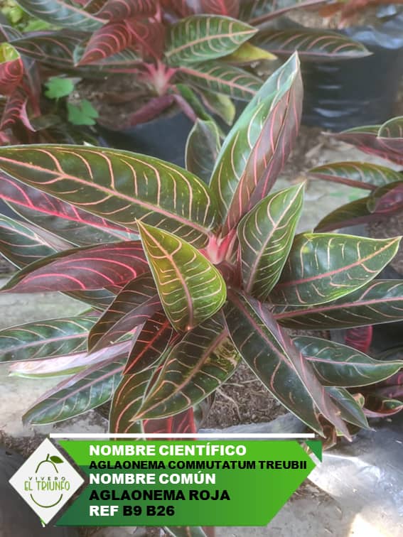 Plántula de Aglaonema Roja