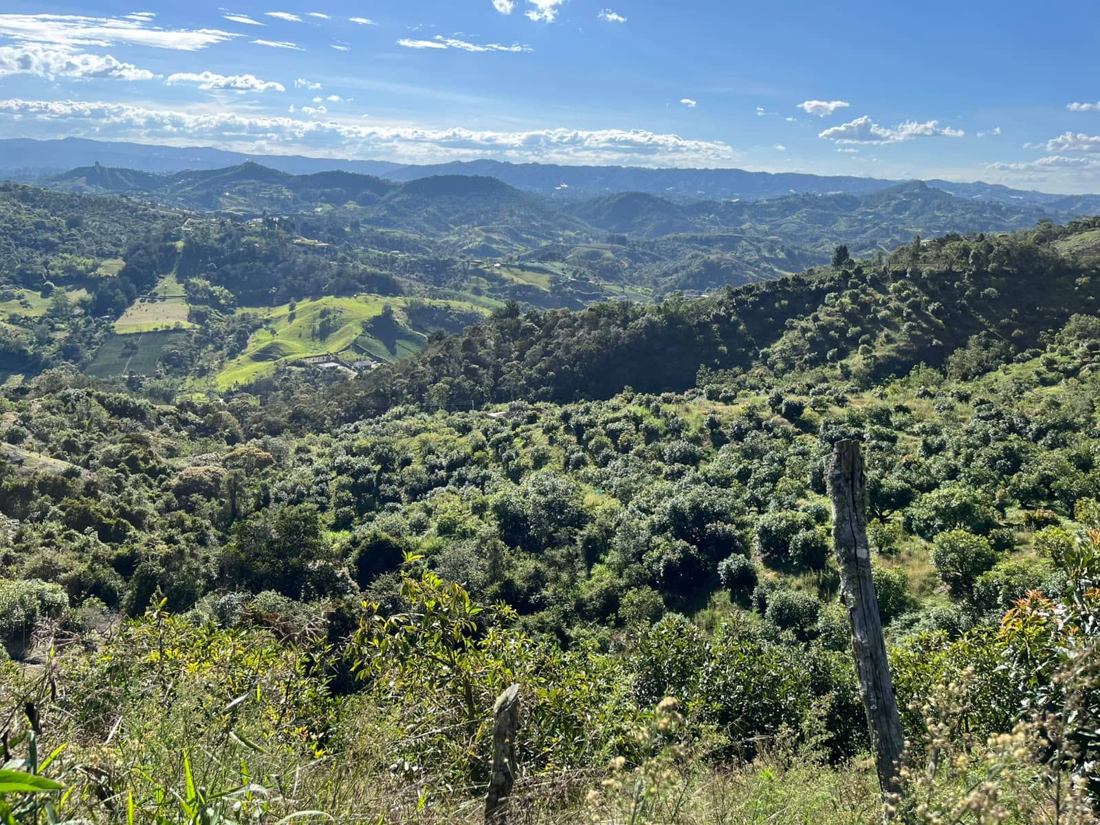 Finca de Aguacate Hass en Venta en Antioquia | Sol de Oriente