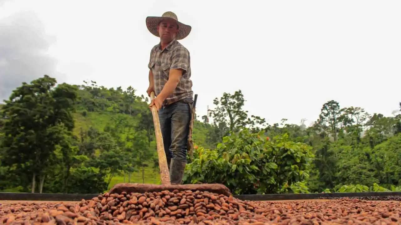 Productor de cacao
