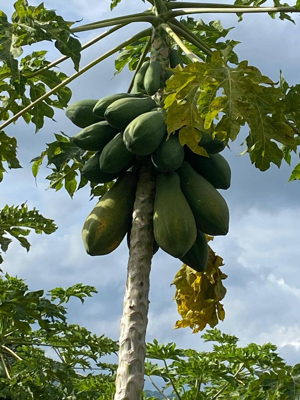 Papaya Fresca por kg