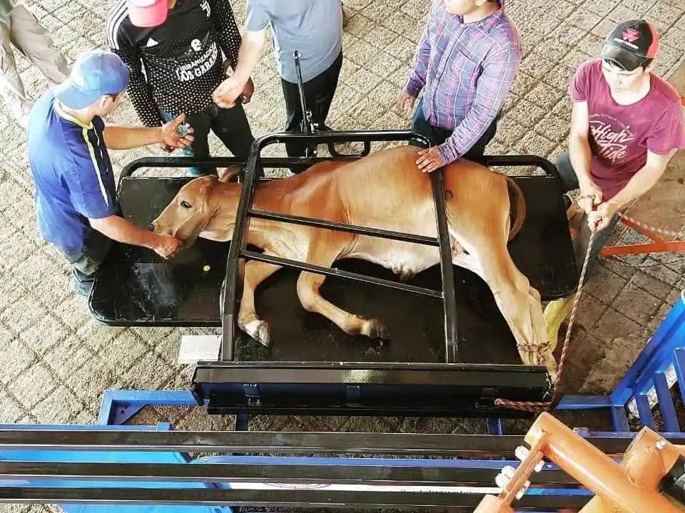 Brete metálico para terneros en tubería cuadrada para manejo ganadero