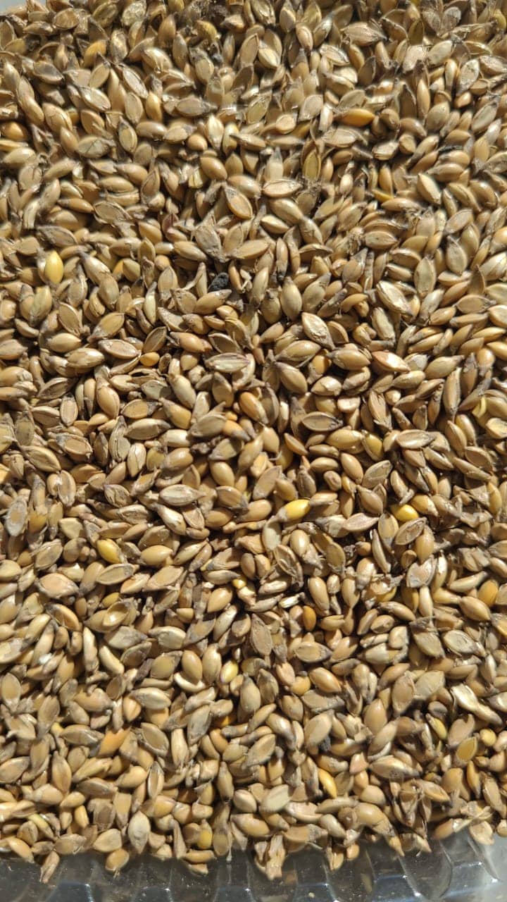 Semilla de pasto Brizantha Marandú – Pureza 90% – VC 76% – Importada de Brasil