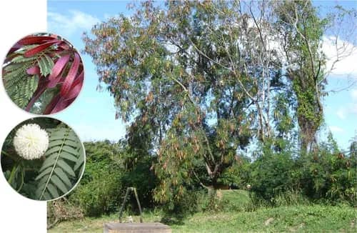 Semilla Acacia Forrajera Leucaena x 100gr