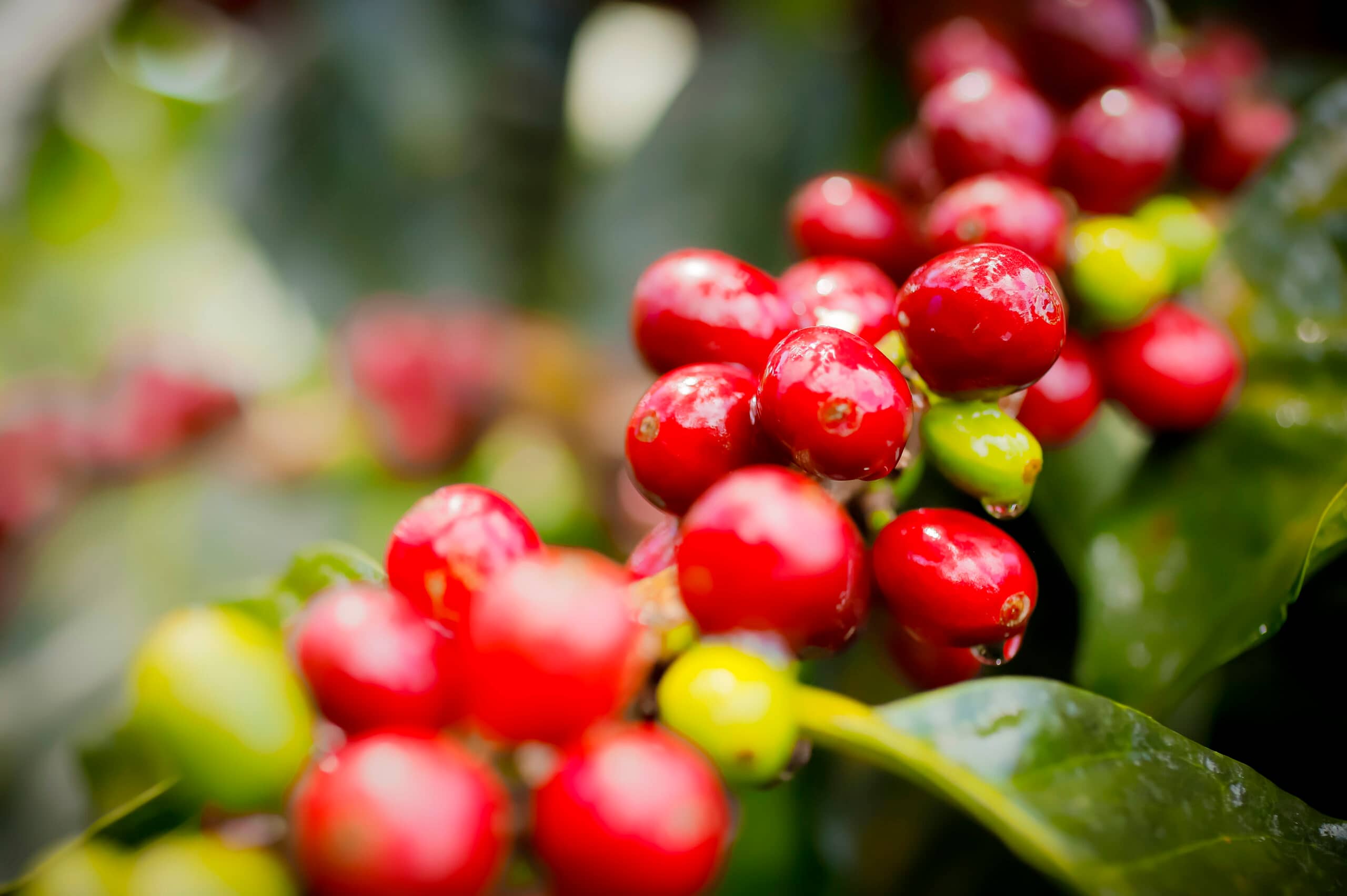 Café Origen Huila.jpg