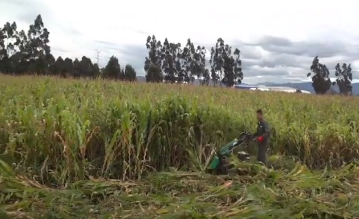 Segadora de Caña y Maìz para Motocultor