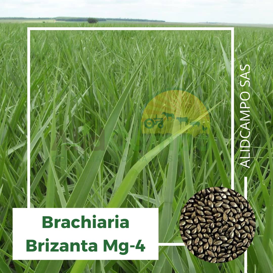 Semilla Brachiaria Brizantha Mg-4