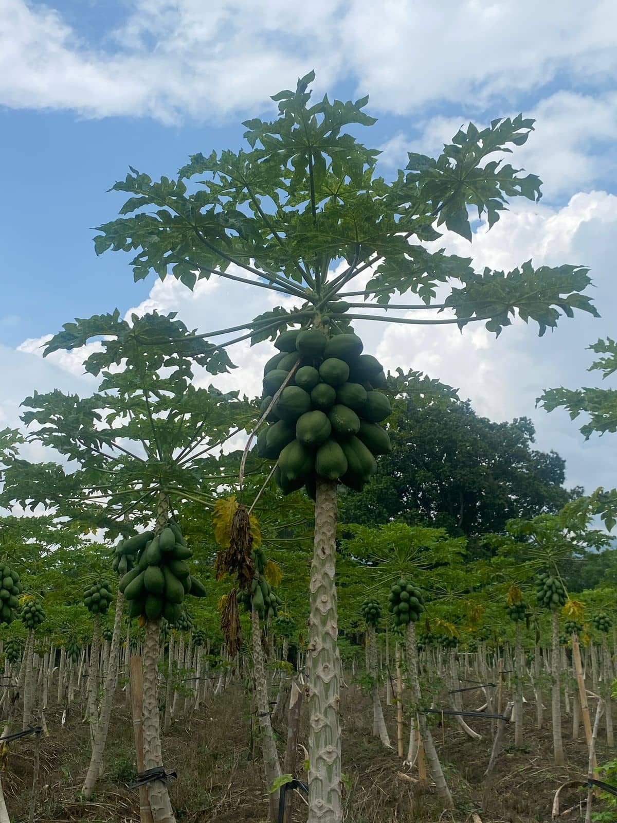 Papaya Fresca por kg