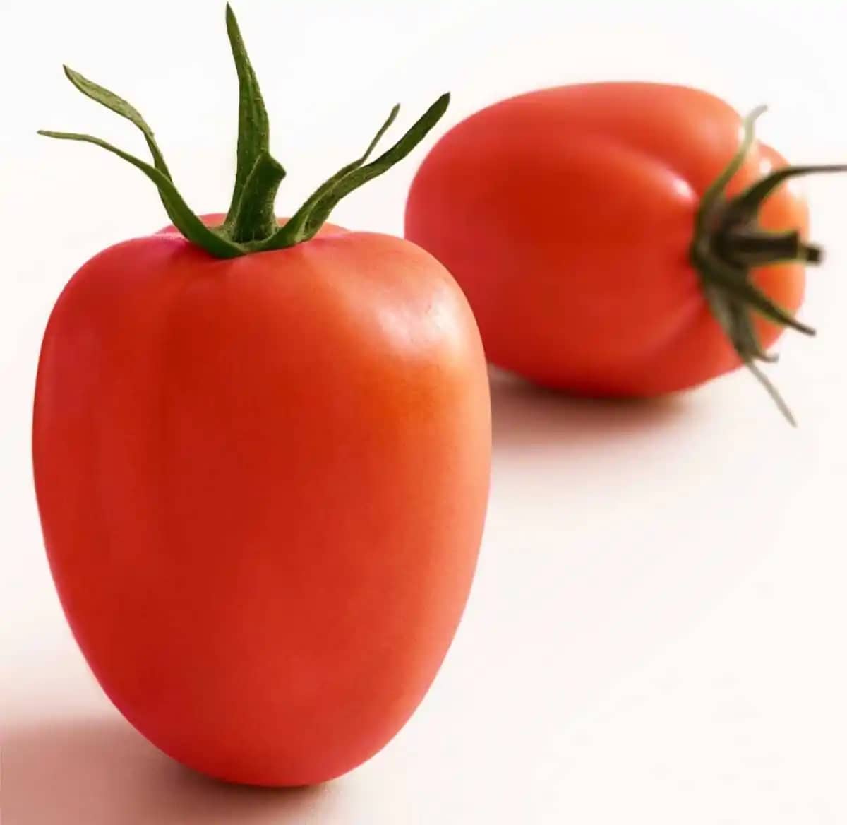 Semilla Tomate Chonto Santa Cruz x 5grs