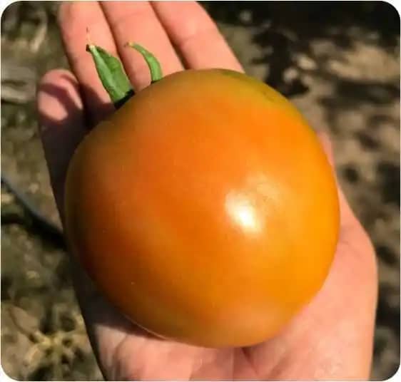 Semilla tomate híbrido chont x 1000 unidades - Agroglobal