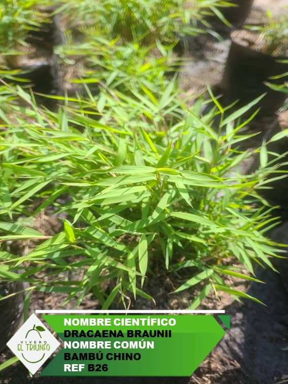 Plántula de Bambú Chino