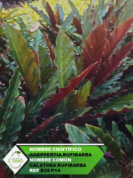 Plántula de Calathea Rufibarba