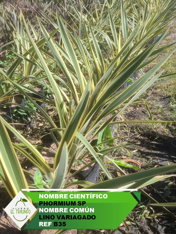 Plántula de Lino Variagado