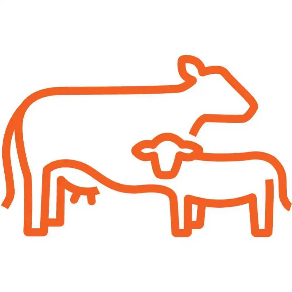 VACA LECHE CON TERNERO Zoetis_DairyCattle_128.jpg
