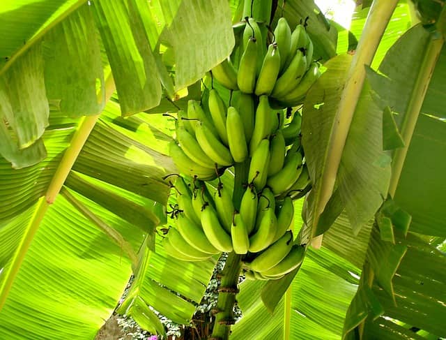 Kit 36 PROASIV - Urabá