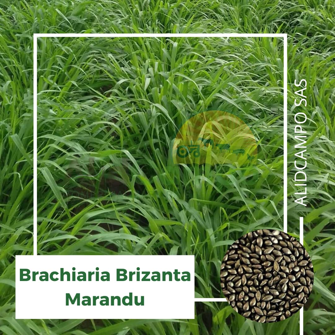 Semilla Brachiaria Brizantha Marandu