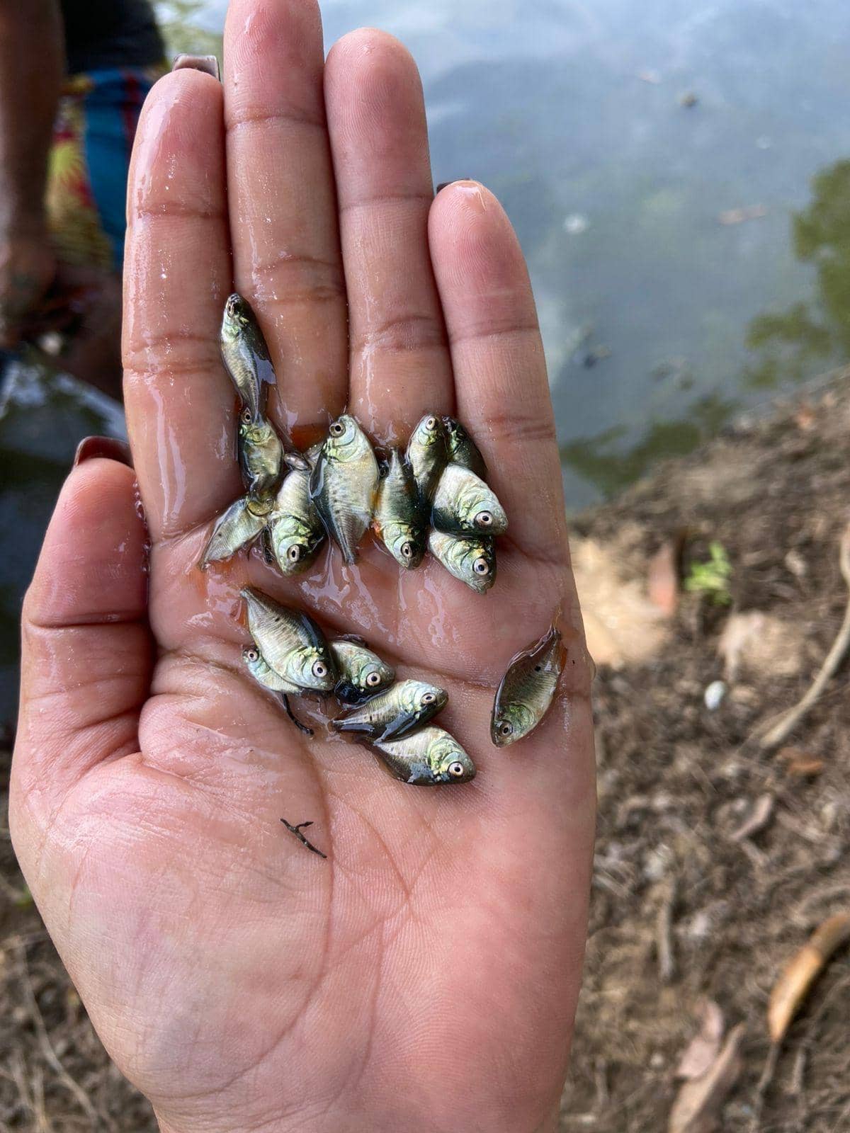 Alevinos de Cachama x Unidad – Calidad y Rendimiento