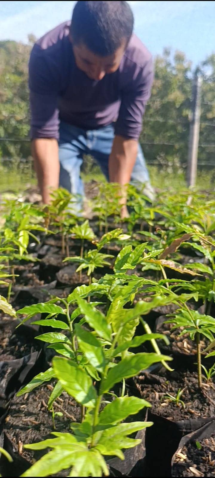 Abarco (Cariniana pyriformis) Forestales Colombia