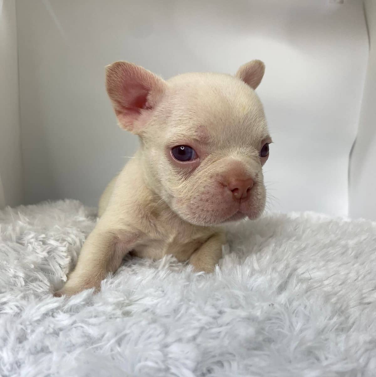 Macho Isabella Platinum Bulldog Frances