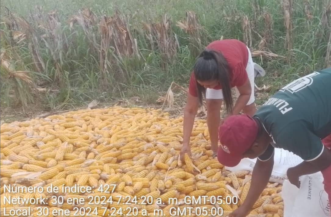 Seleccion maiz Agropaisla.png