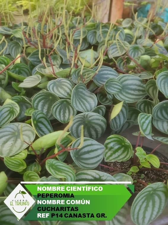 Plántula de Cucharita