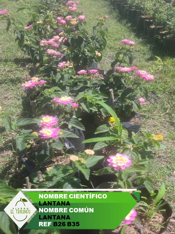 Plántula de Lantana