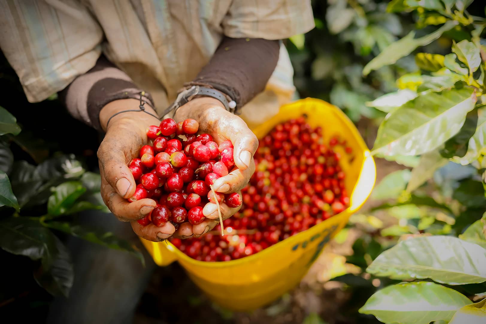 Café del Huila.jpg