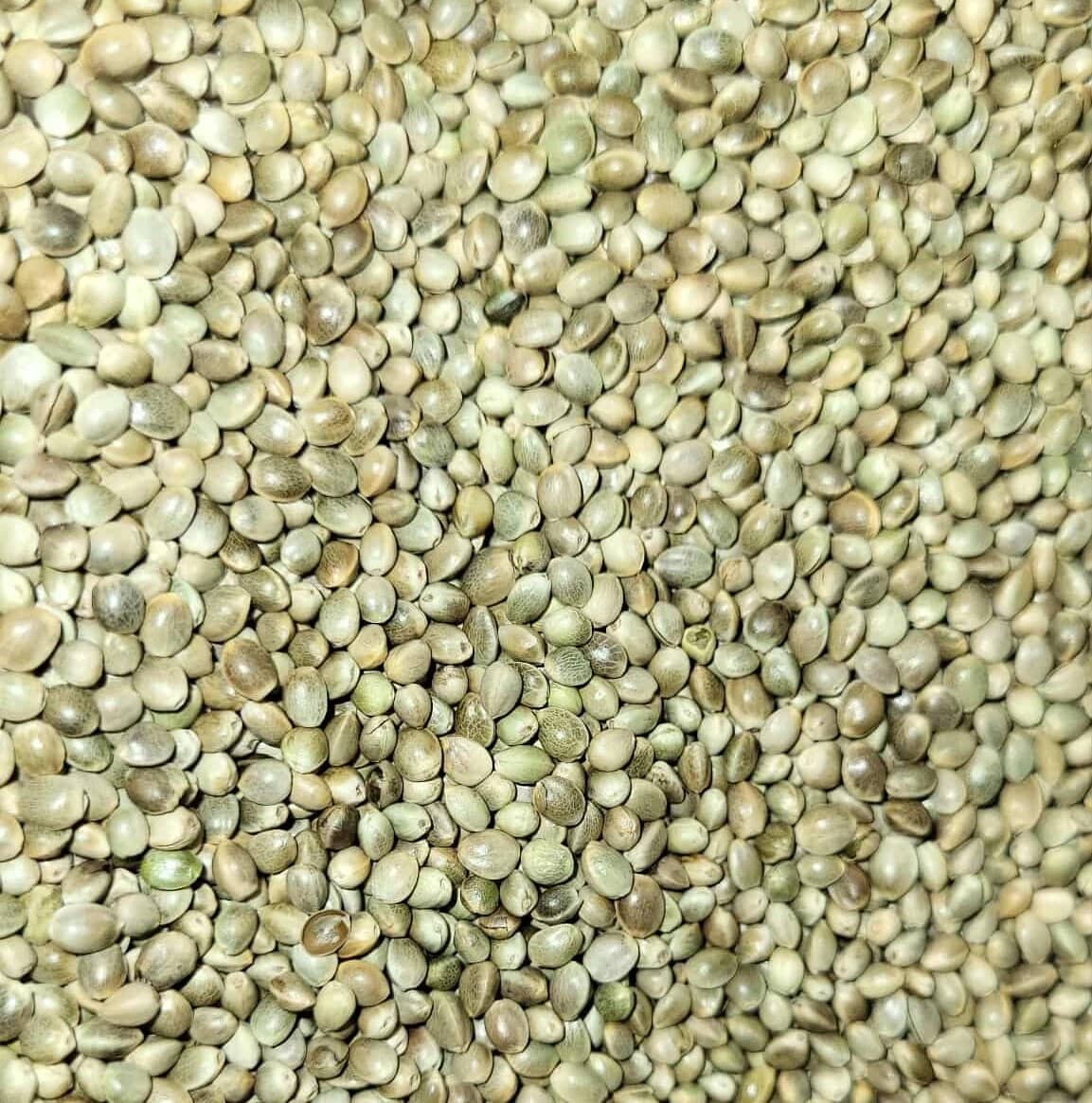 Cáñamo Kosher.webp