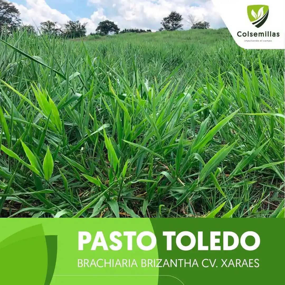 Pasto Brachiaria Brizantha Toledo Semilla Incrustada x 1kg