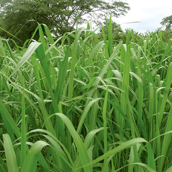 Panicum maximum Mombasa | Semilla de Pasto Forrajero Productivo