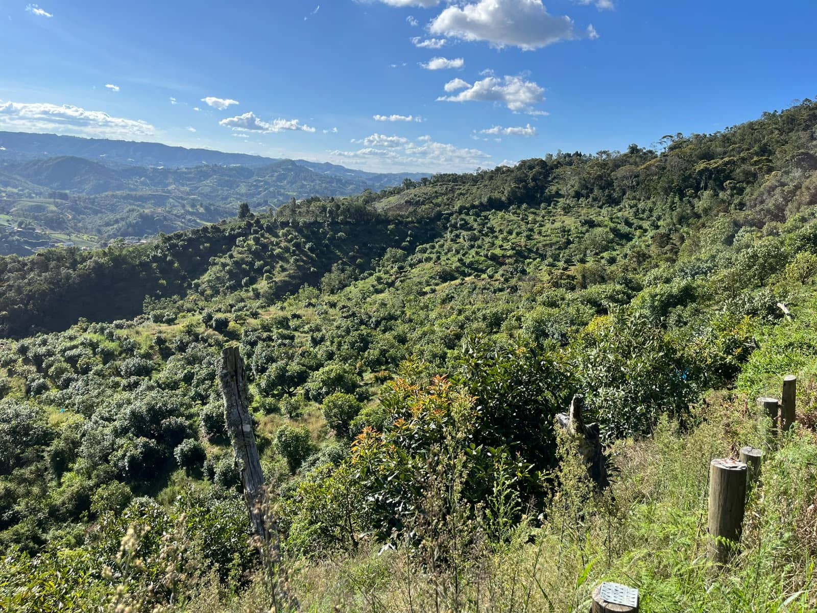 Finca de Aguacate Hass en Venta en Antioquia | Sol de Oriente