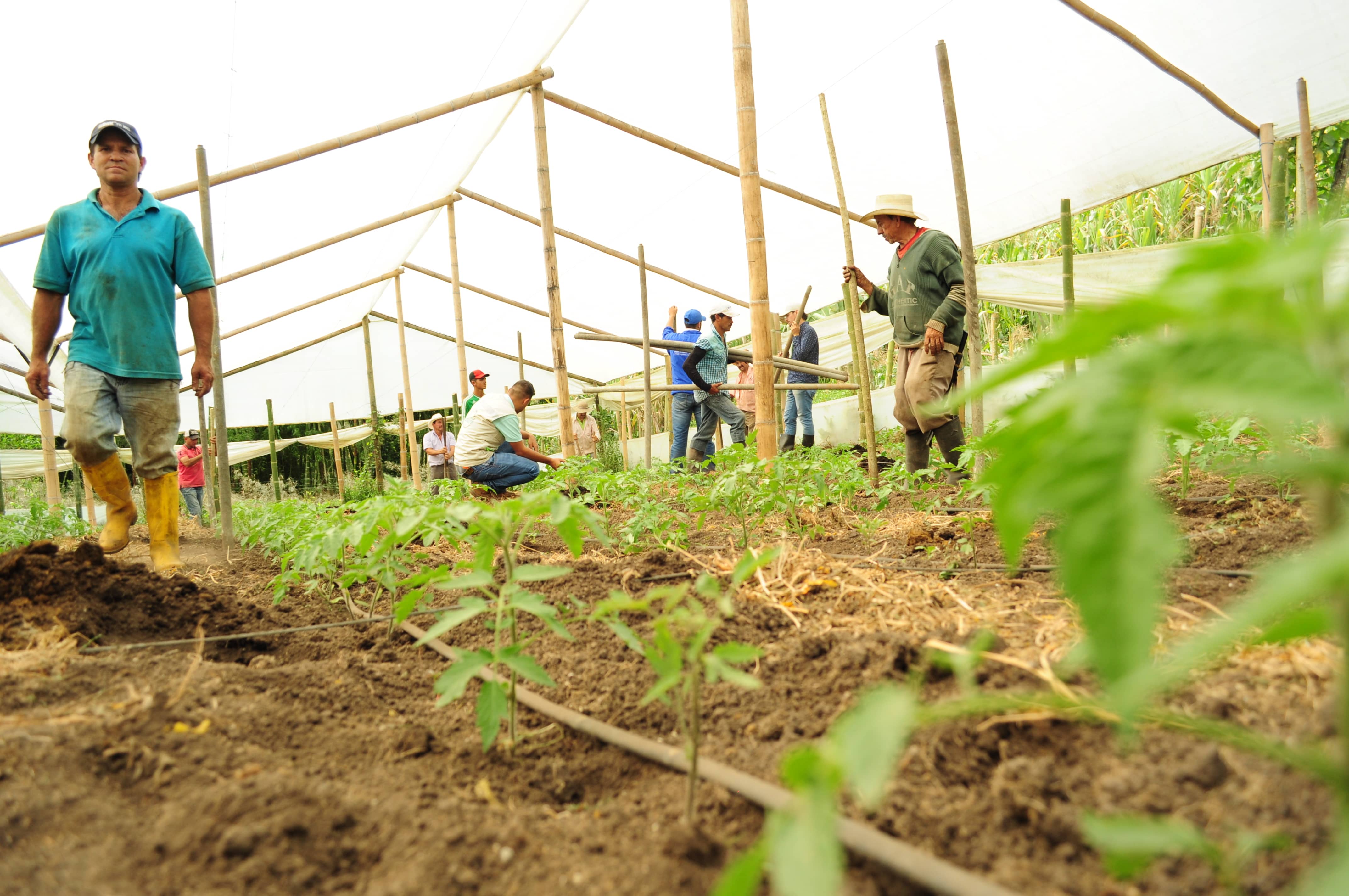 Corporación de productores agropecuarios mi finca, mi empresa