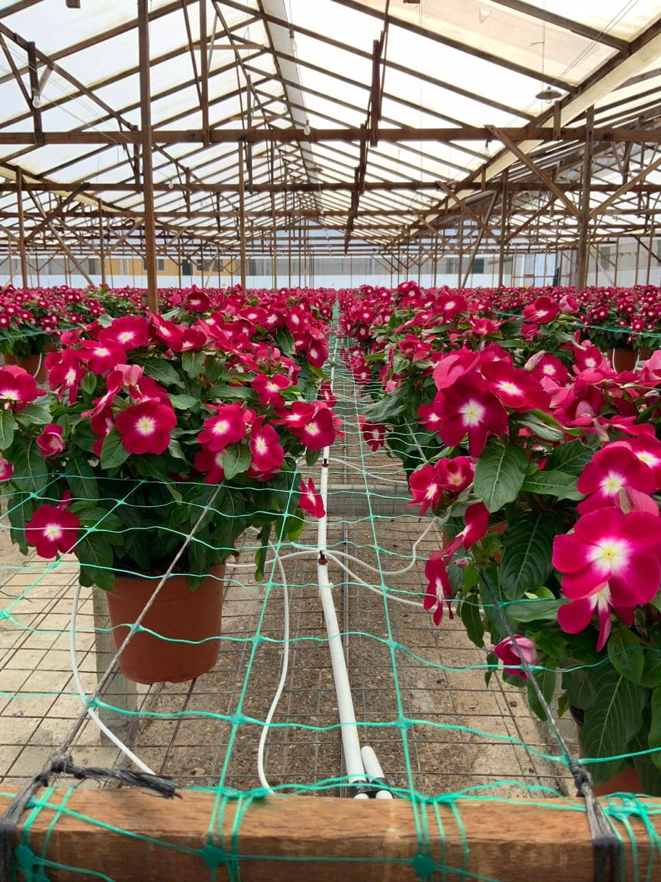 Malla sop.pta 150x150mm, 1.20m,1000m,uv2