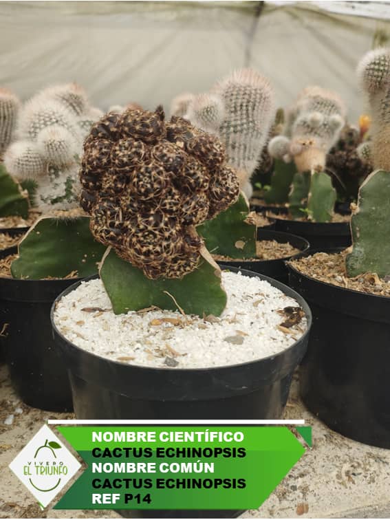 Plántula de Cactus Echinopsis
