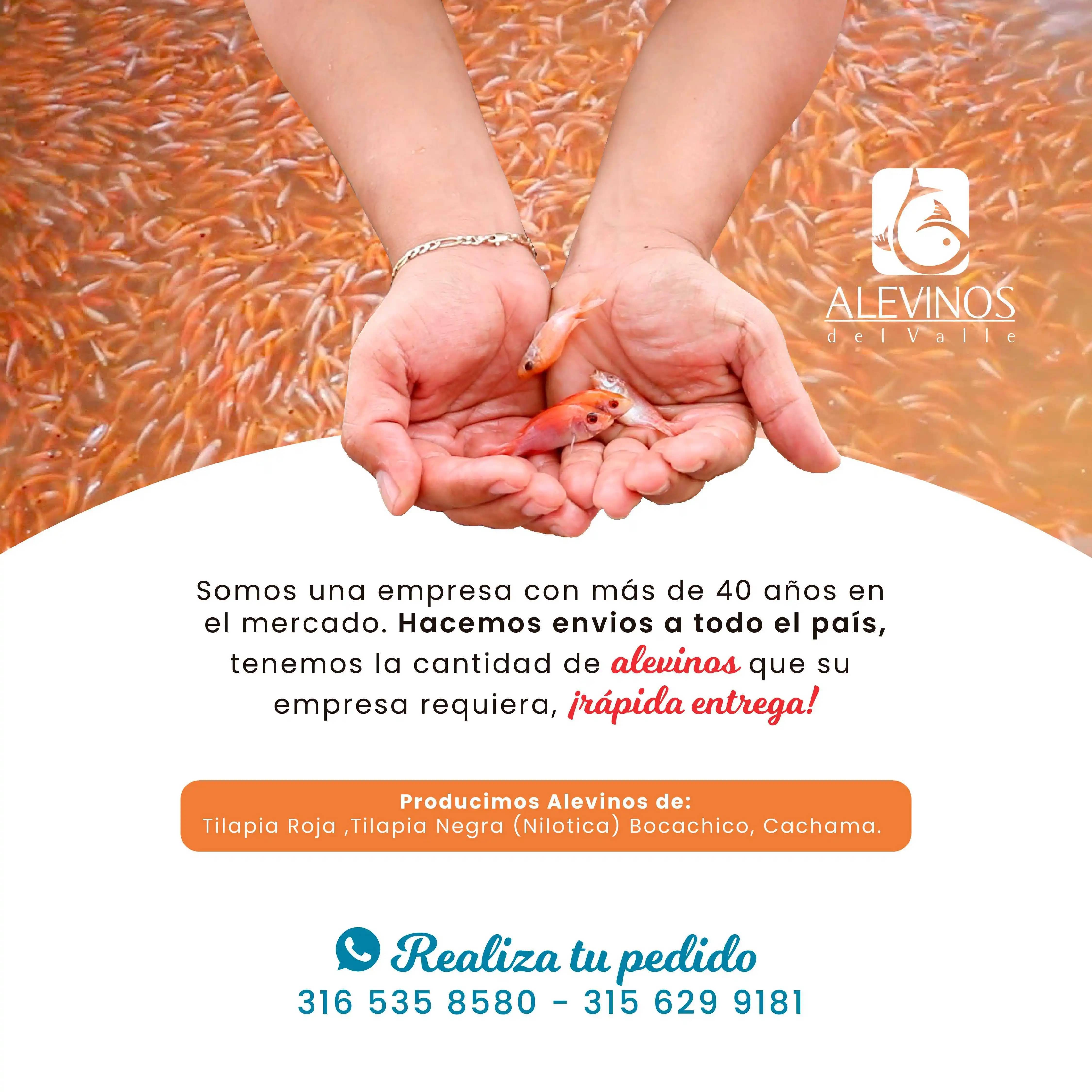 Imagen C - 1080x1080.jpg