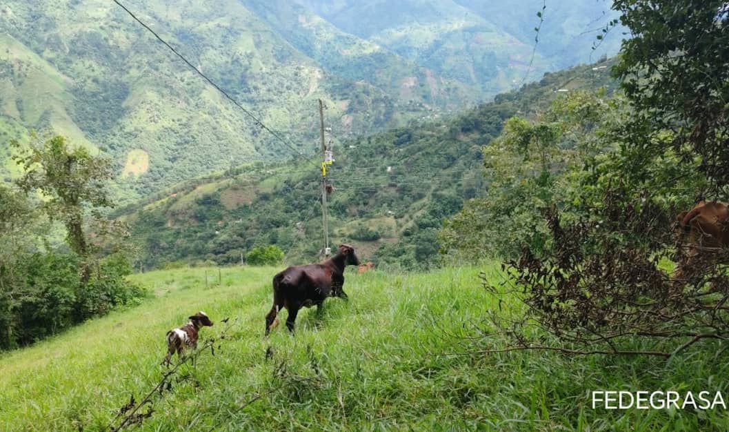 Finca Fedegrasa.png