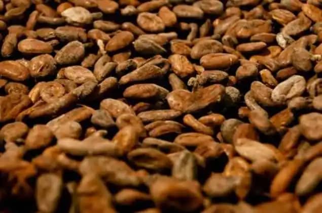 Almendra seca de Cacao 100% natural x 50 kg