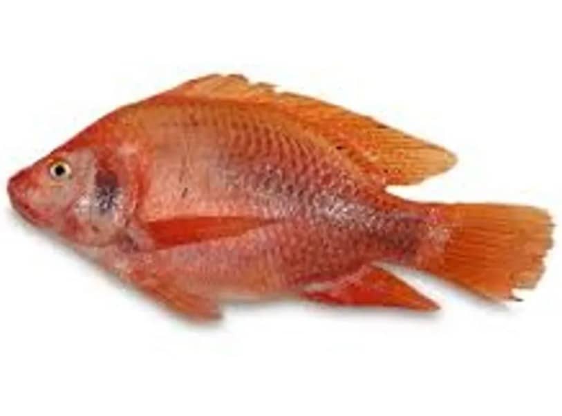 Pescado Tilapia Roja x Kg