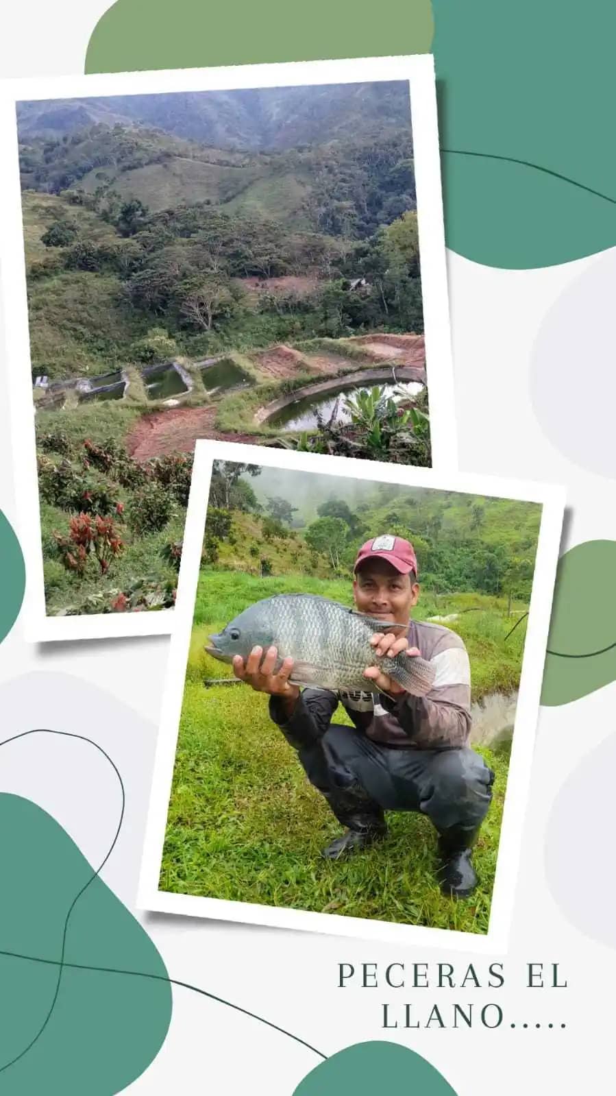 MANUEL ALCIDES SARRAZOLA MOLINA