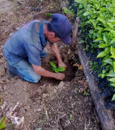 Vivero Amrup.png