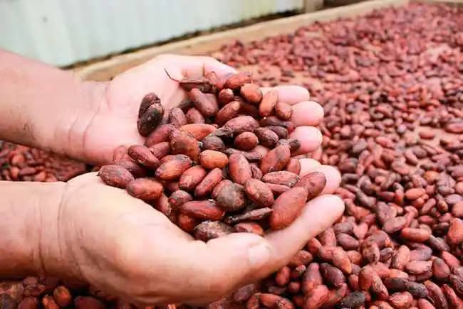 cacao-grano-seco-chocolatetumaco2.jpg