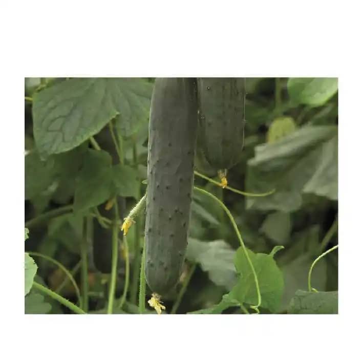 Semilla De Pepino Hibrido Diamante F1 x 3000 Sem