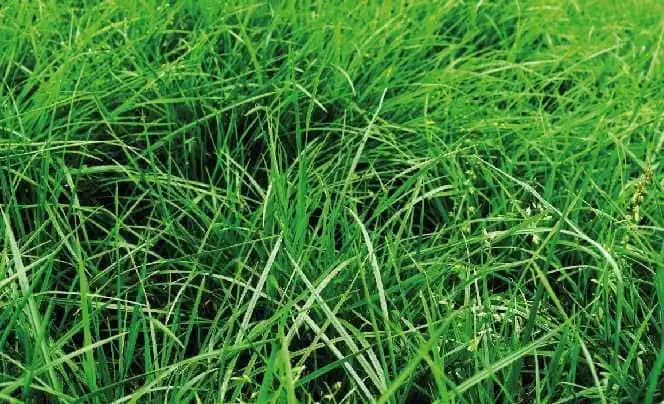 Semilla De Rye Grass Prospect Certified x 1 Kg