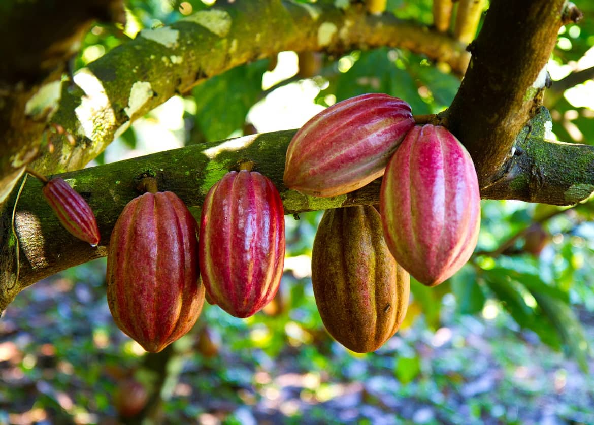 Siembra de un cultivo de Cacao