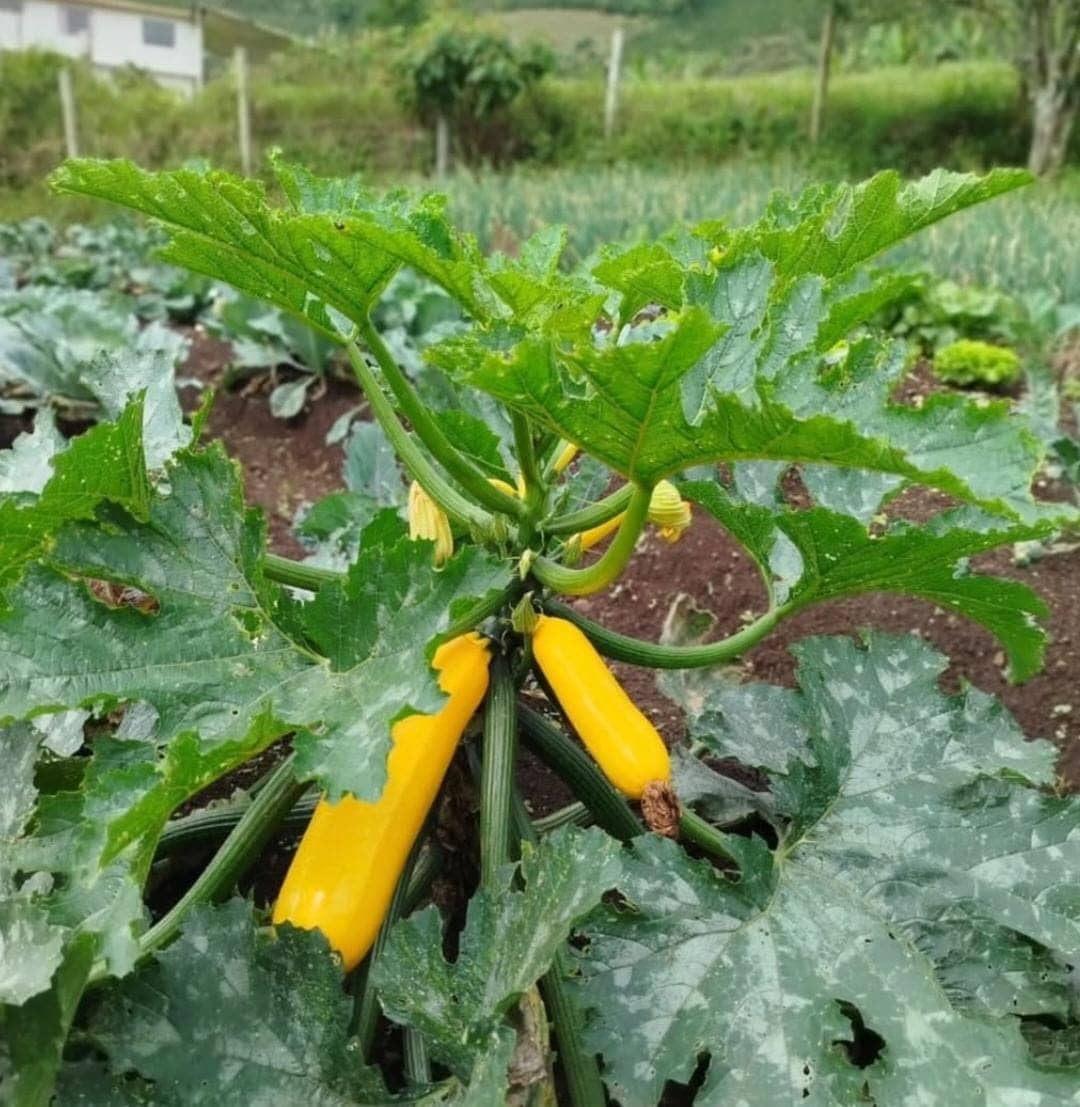 Hortalizas y legumbres de La Matilde