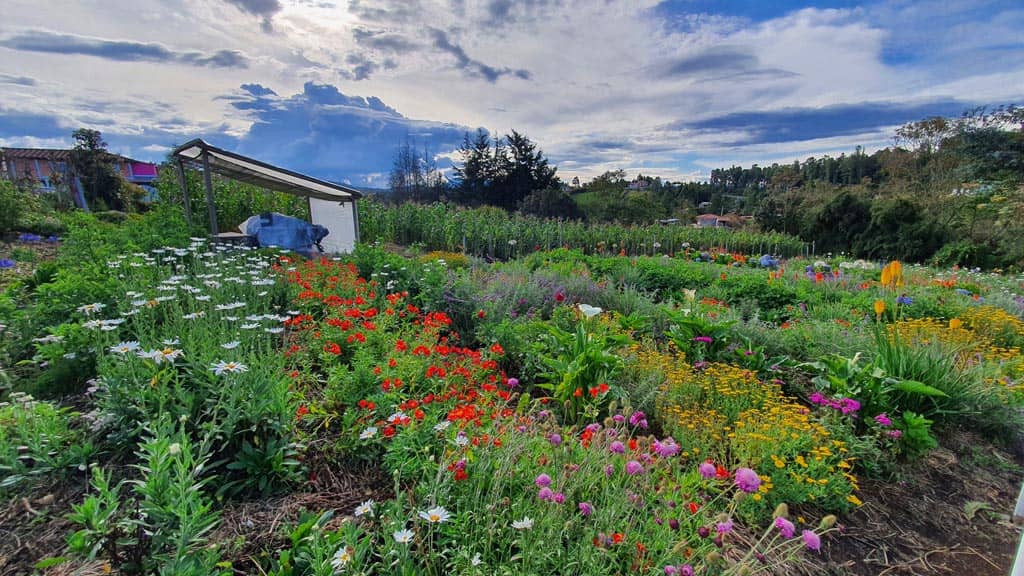cultivo-de-flores-santa-elena.jpg