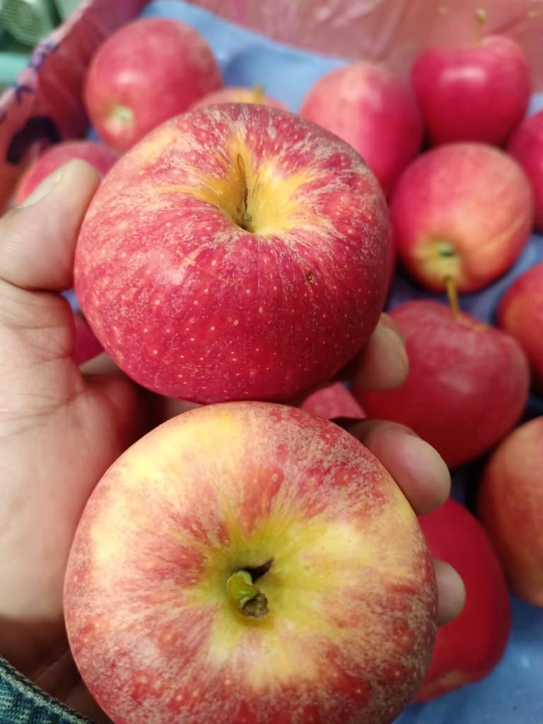 Manzana Gala x Kg