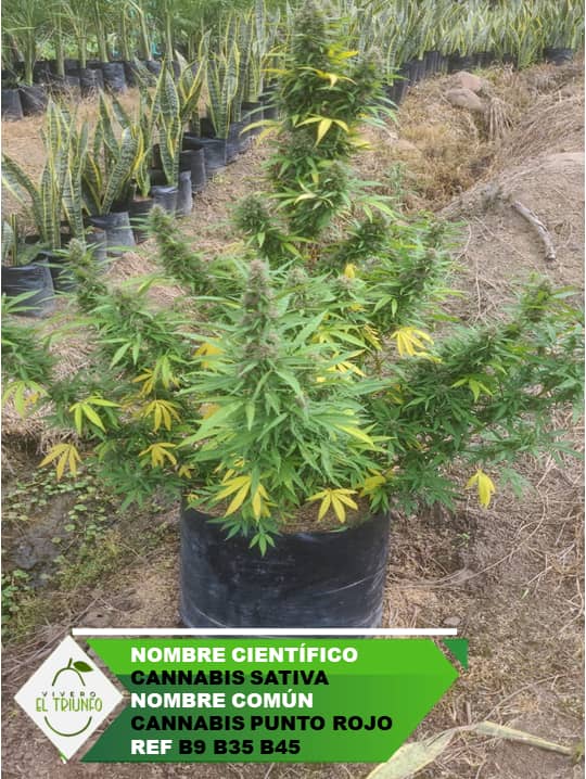 Plántula de Cannabis Punto Rojo