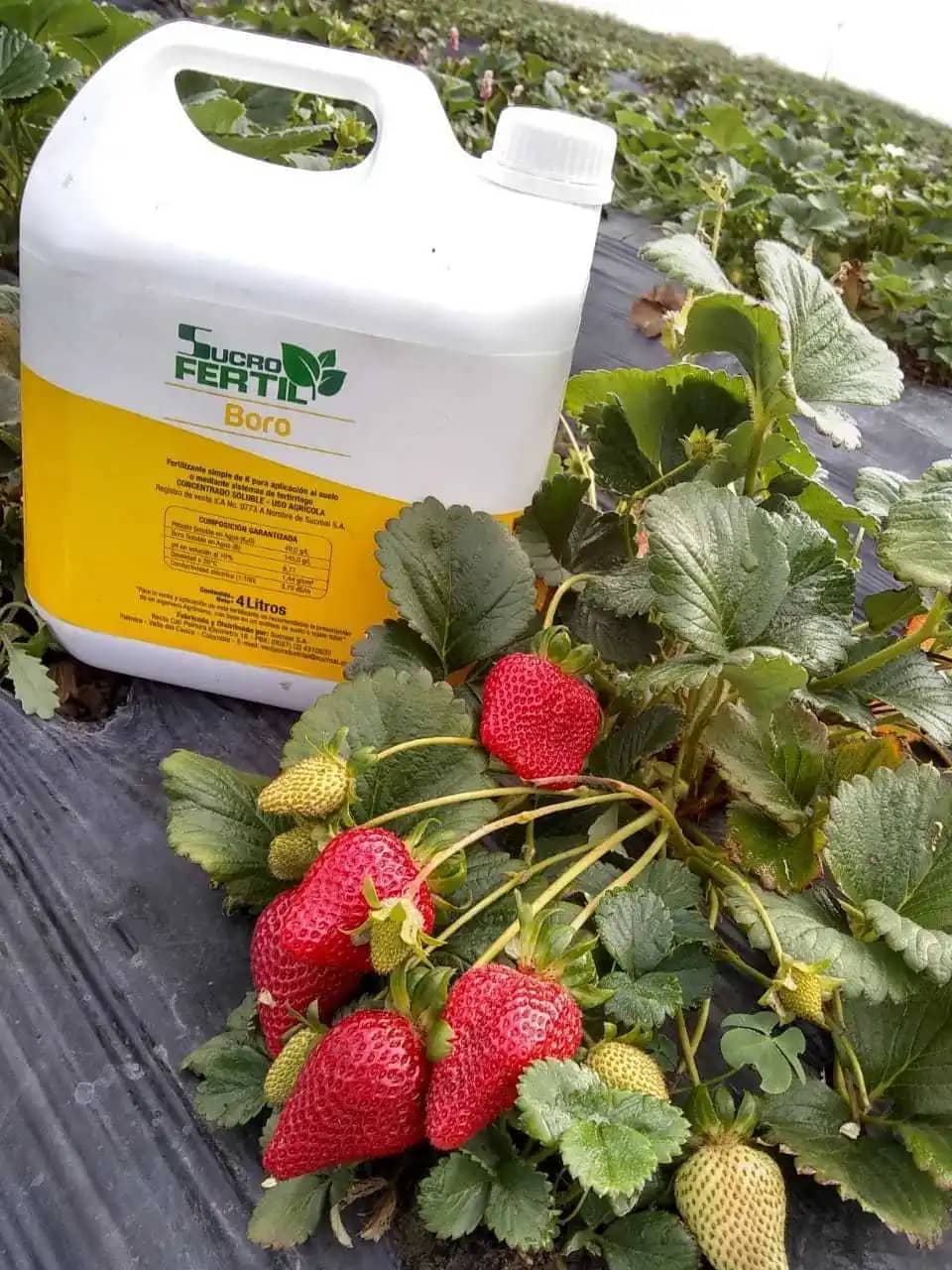 Fertilizante Boro + Potasio x 1 Lt